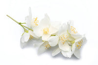 Night-Blooming Jasmine and Gardenia Scented Shower Foamer